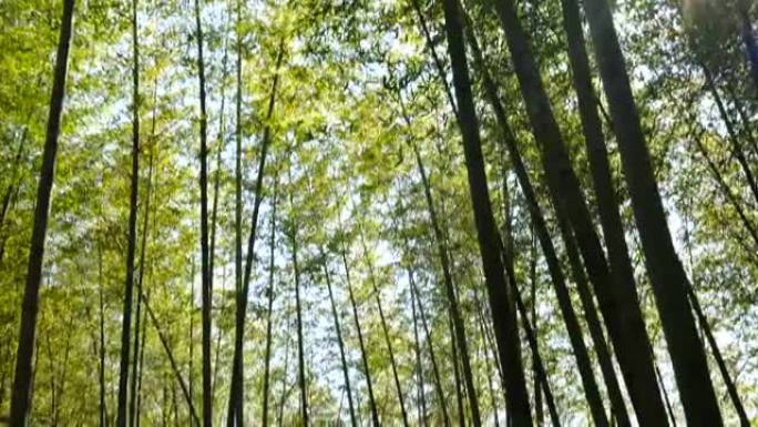 竹林大自然树林土地