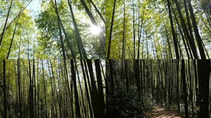 竹林大自然树林土地
