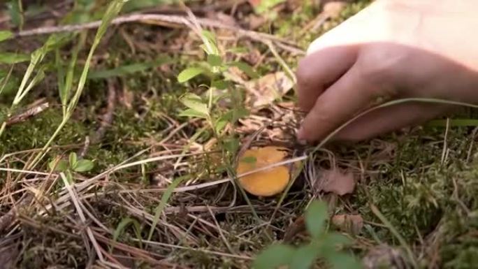 女人在森林里捡蘑菇，特写手视图。