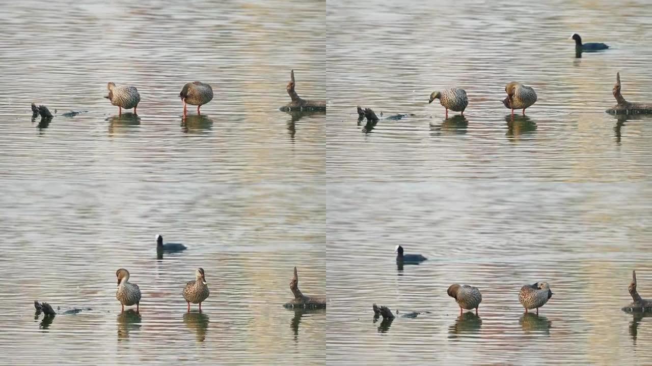 印度斑嘴鸭在湖中慢动作游泳