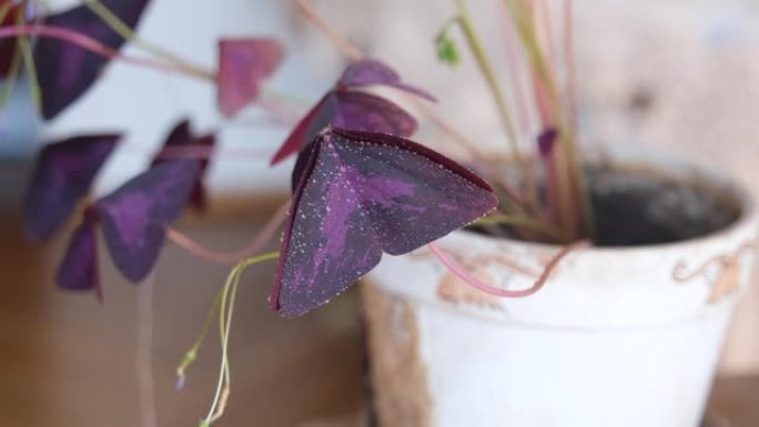 紫色的花朵背景。看起来像蝴蝶拍打翅膀的紫色花朵