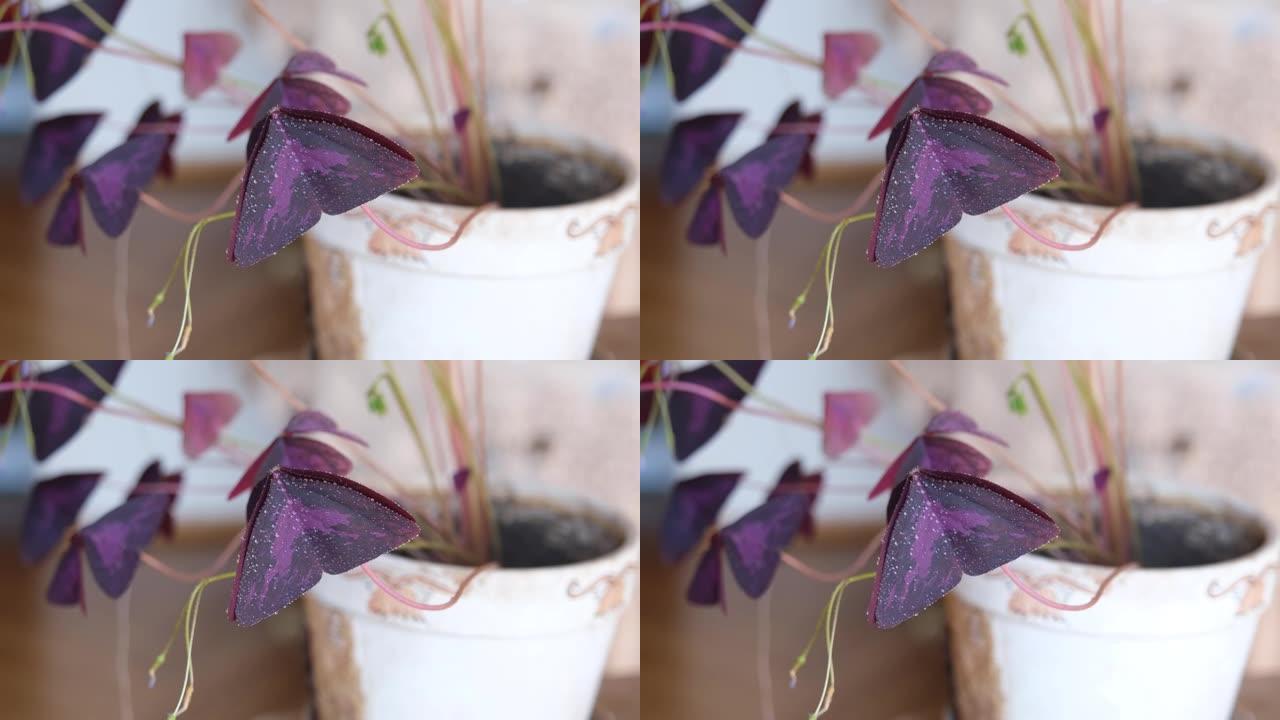 紫色的花朵背景。看起来像蝴蝶拍打翅膀的紫色花朵