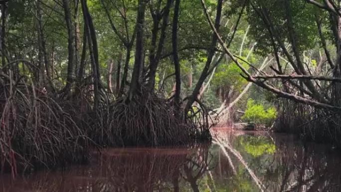 斯里兰卡本托塔河上的红树林。