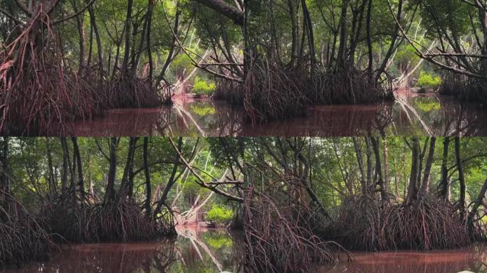 斯里兰卡本托塔河上的红树林。