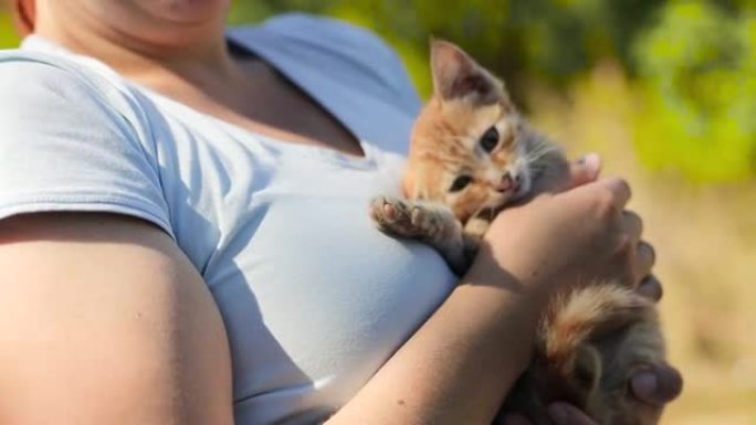 女性双手特写着一只可爱的蓬松小猫。小猫在阳光的照射下伸展并在怀里入睡