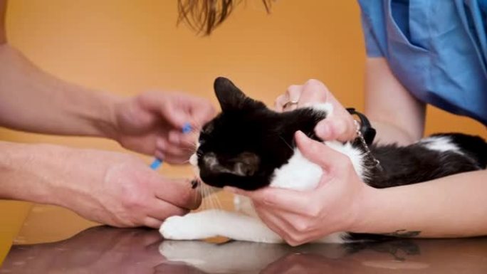 兽医用导管采集血样分析猫。高质量4k镜头