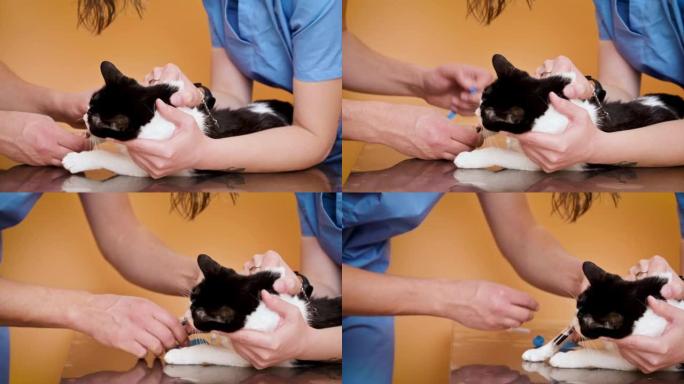 兽医用导管采集血样分析猫。高质量4k镜头