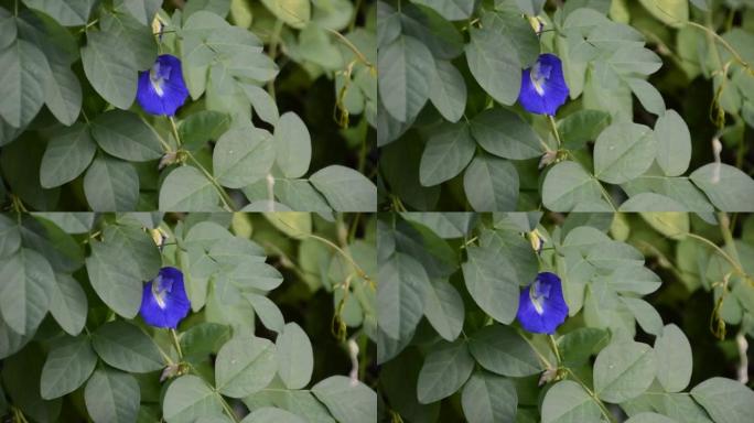 自然花园中的蓝色阴蒂花
