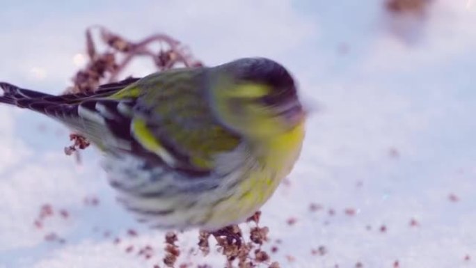 鸟-欧亚Siskin (Spinus spinus) 雄性坐在干草上，吃去年的种子。