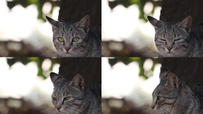 一只谨慎的宠物猫在树荫下休息的视频剪辑
