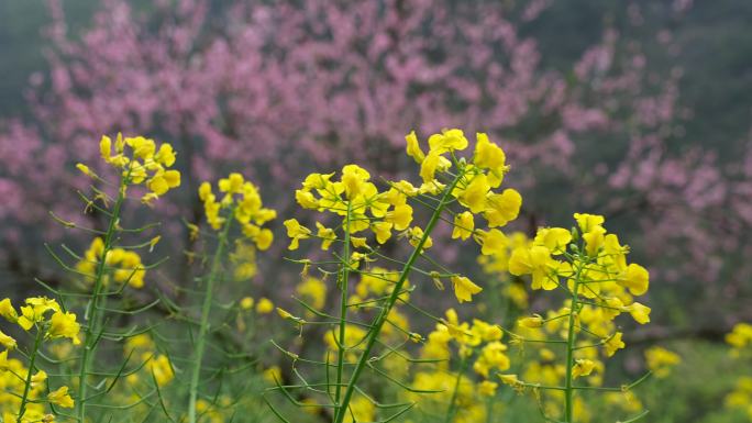 油菜花和桃花