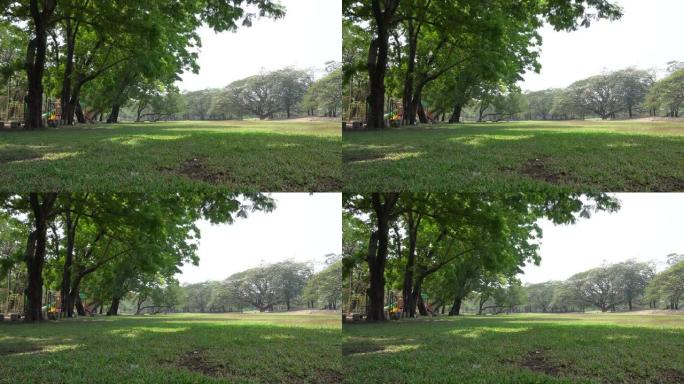 绿色公园的大树大树树木阳光