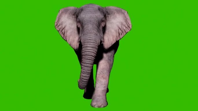 大型大象在绿色屏幕前的地面上行走。动物、自然和教育背景的无缝循环动画。