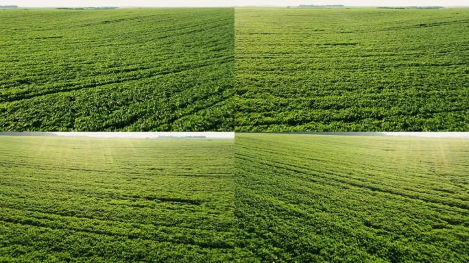 农田绿色作物的旋转鸟瞰图