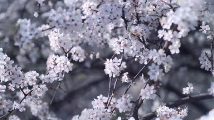 甜樱桃的芳香开花树枝。春天樱花。