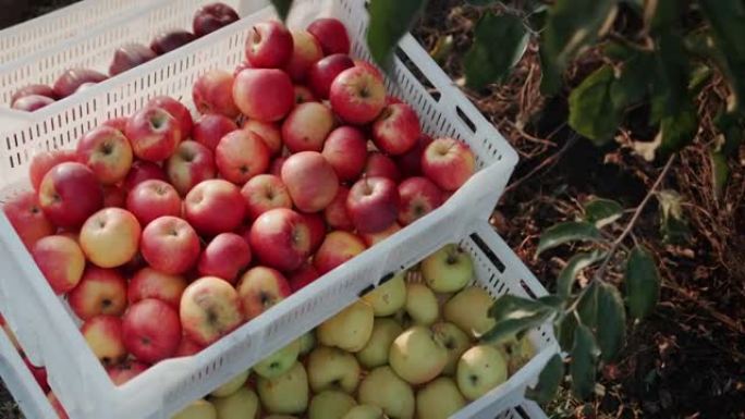 俯视图: 装有刚收集的苹果的盒子站在花园里的一棵树下，收获水果