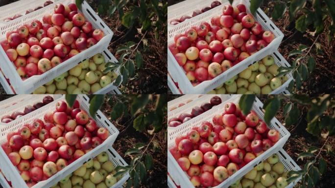 俯视图: 装有刚收集的苹果的盒子站在花园里的一棵树下，收获水果