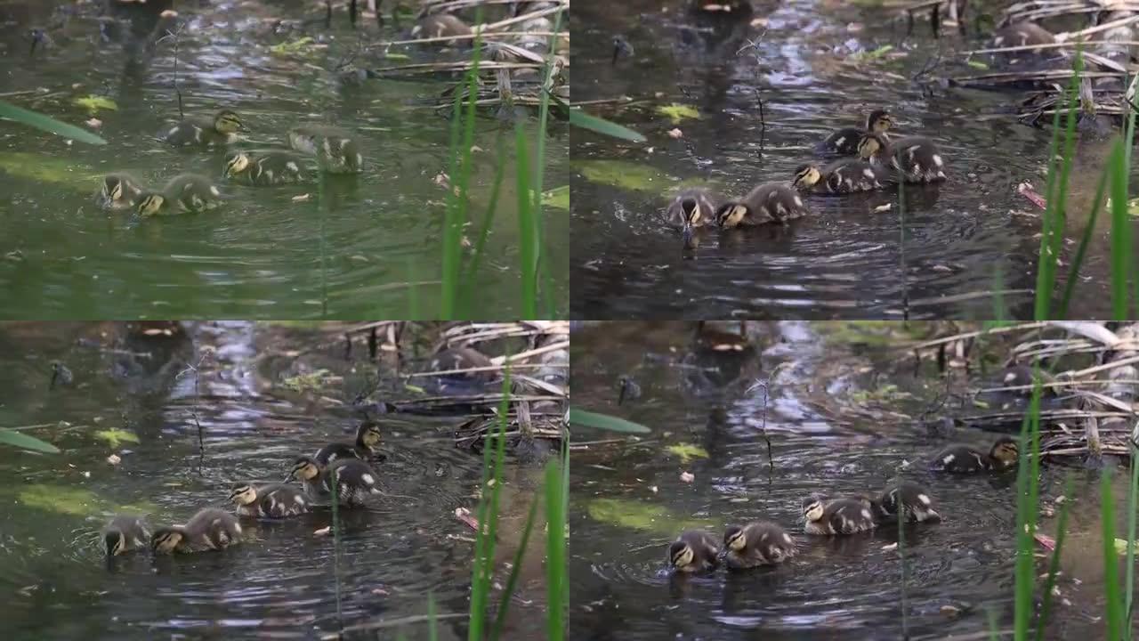 春季在浅水中觅食的小野鸭