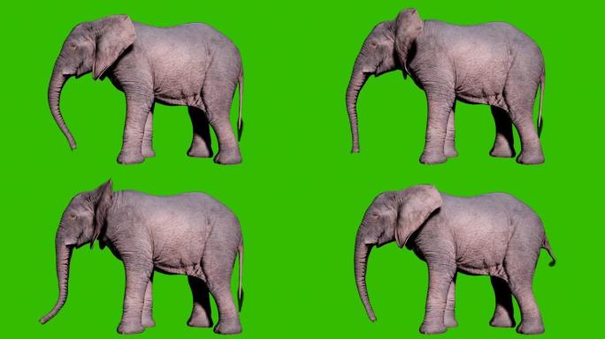 大型非洲象站在绿屏前的地面上。动物、自然和教育背景的无缝循环动画。