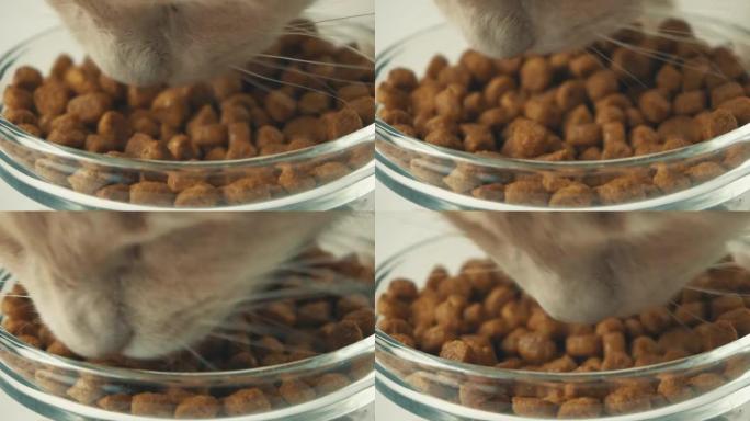 猫在碗里吃豆子或猫食的超级特写视频。