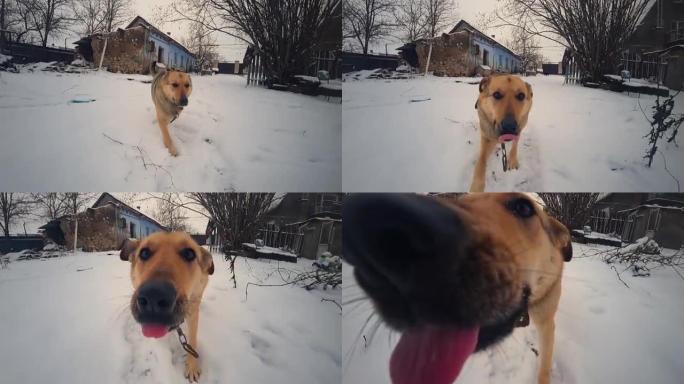 好奇的院子里的慢动作狗在雪地里奔跑，并试图在冬天在村庄用舌头舔人