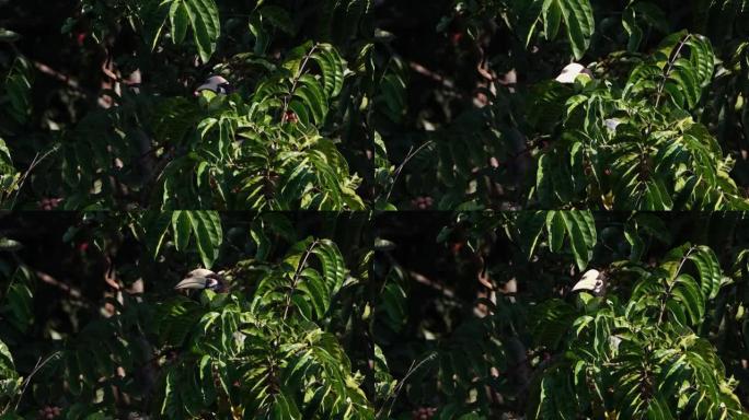 东方花斑犀鸟，白桦炭疽病，考埃埃国家公园;早上吃水果。