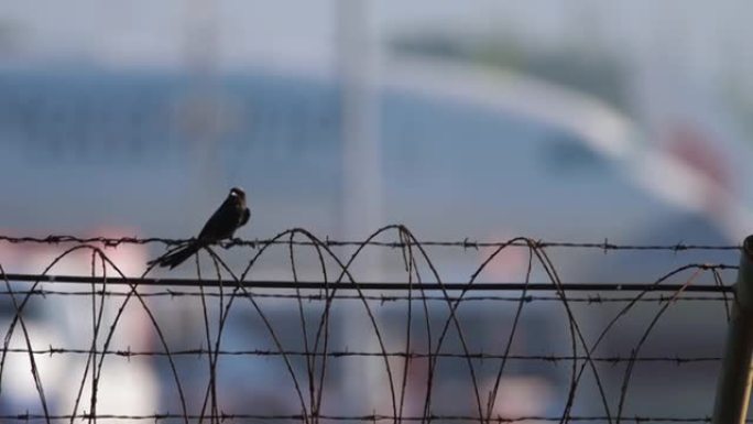 栅栏上的黑色龙格鸟