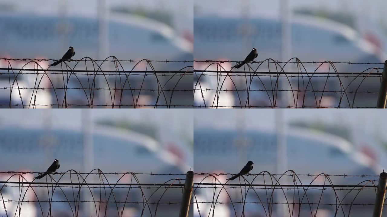 栅栏上的黑色龙格鸟