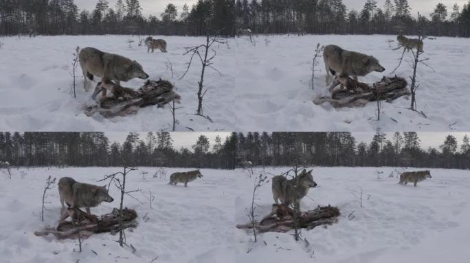 两只狼-(鸟瞰图) 和死去的马鹿，在白雪和冬季森林中奔跑，白俄罗斯