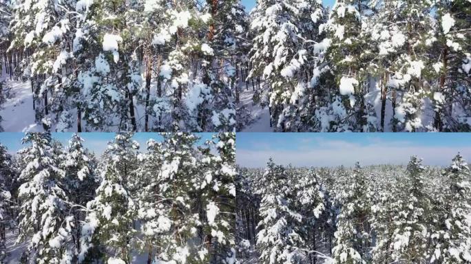 晴朗天气中的冬季森林场鸟瞰图