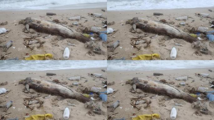 被海浪扔出的死海豚躺在海滩上被塑料垃圾包围。塑料瓶，袋子和其他杂物躺在海边死去的海豚附近的沙滩上。