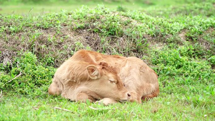 畜牧黄牛养殖与休息小牛