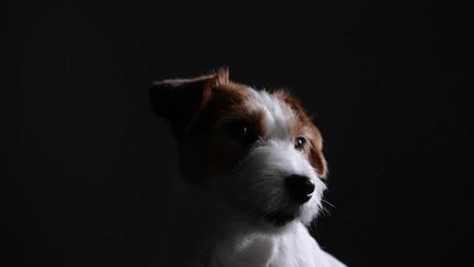 在黑色背景的黑暗工作室中，迷人的杰克·罗素的肖像。宠物转头环顾四周。狗的枪口特写。慢动作