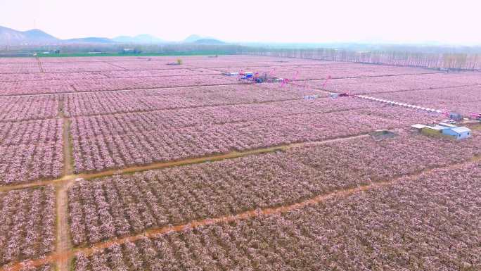 徐州铜山柳泉西堡村首届桃花节