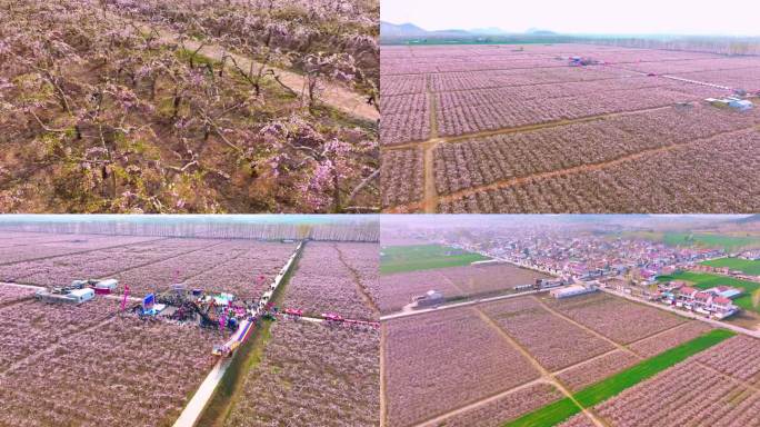 徐州铜山柳泉西堡村首届桃花节