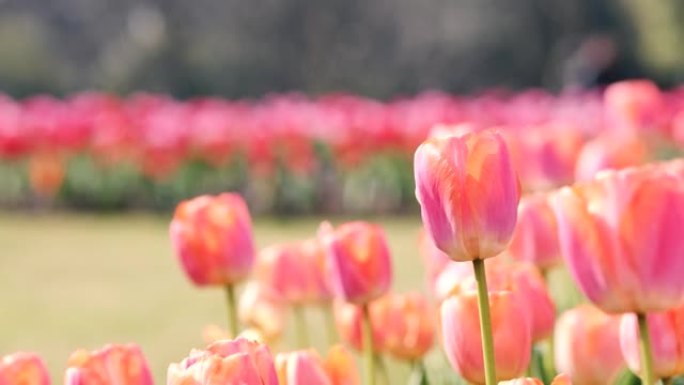 风中的美丽粉红色郁金香花，模糊的旅游步行背景，4k慢动作镜头。