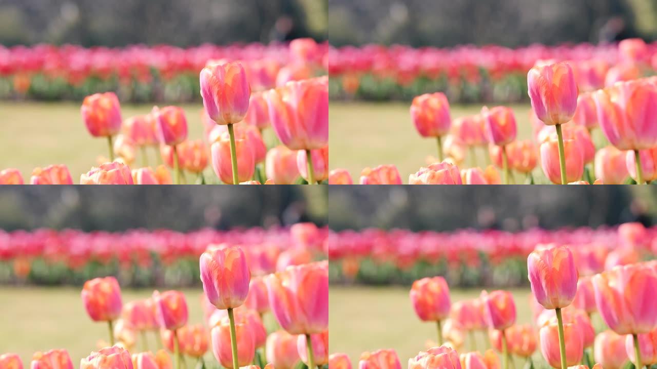 风中的美丽粉红色郁金香花，模糊的旅游步行背景，4k慢动作镜头。