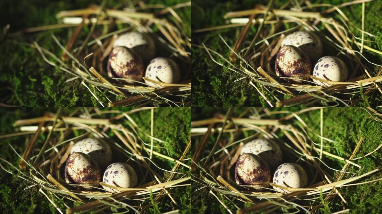 苔藓背景上稻草巢中的天然鹌鹑蛋。复活节和春天快乐。特写视频。