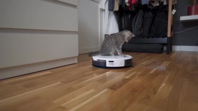 清洁主题、智能技术和宠物。自动机器人吸尘器打扫房间，而灰色苏格兰小猫在家里玩。室内机器人吸尘器上的猫