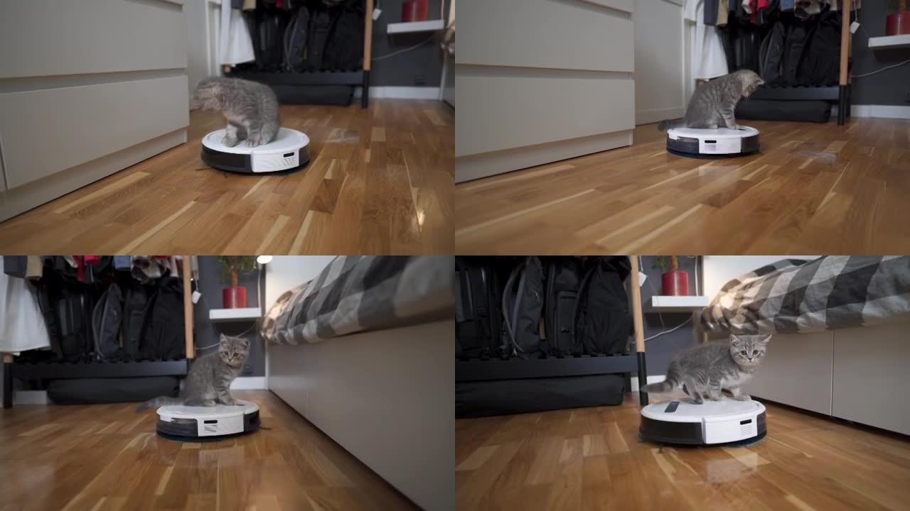 清洁主题、智能技术和宠物。自动机器人吸尘器打扫房间，而灰色苏格兰小猫在家里玩。室内机器人吸尘器上的猫