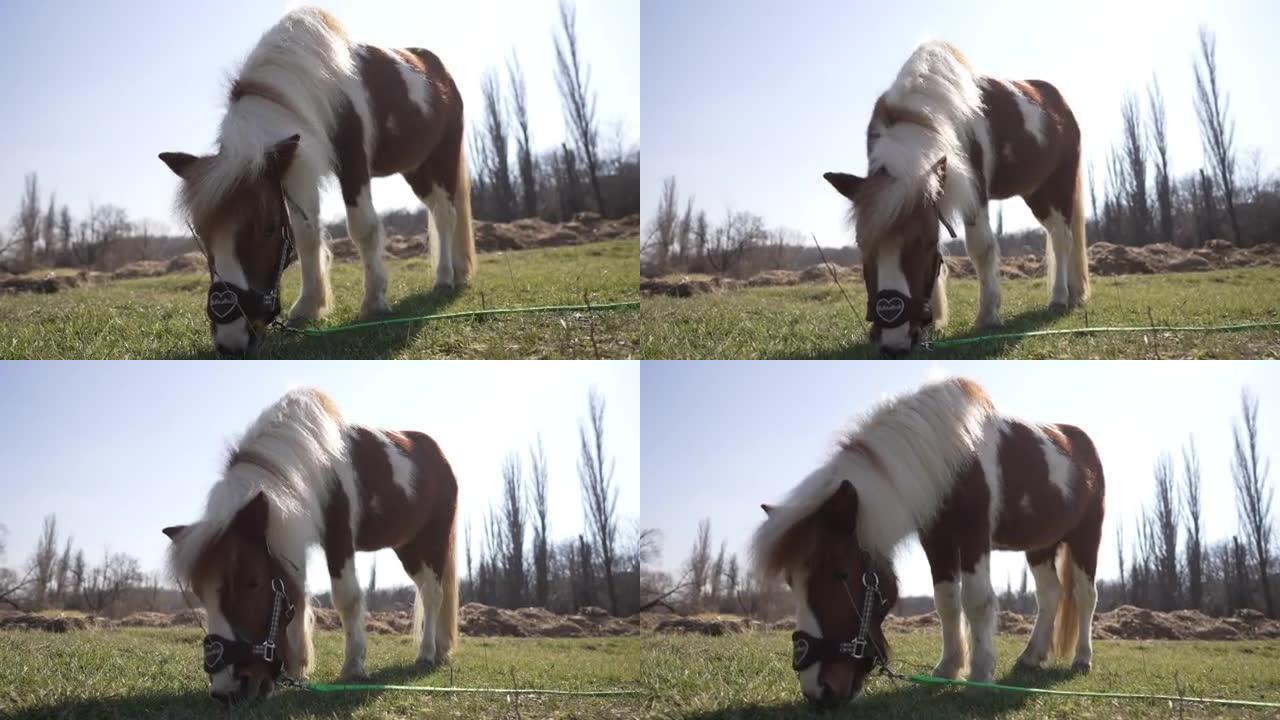 在动物救援中心，小马在草地上享受牧场