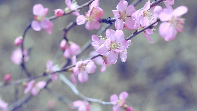 桃花朵朵