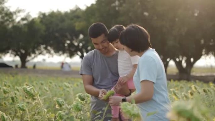 幸福的家庭将小女孩走在他的肩膀上，在农作物向日葵中展开双手