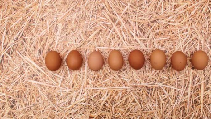 新鲜鸡蛋出现在稻草主题的一行中。停止运动