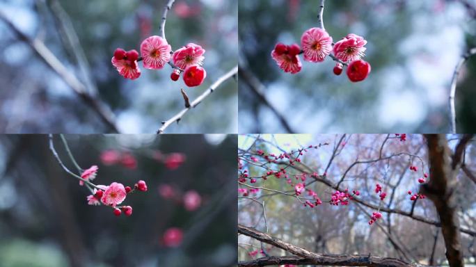 唯美小清新鲜花腊梅