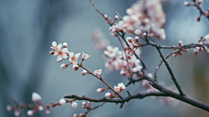 实拍-国风意境唯美雅致桃花特写