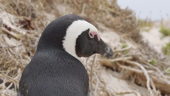 可爱的企鹅肖像。非洲企鹅Spheniscus demersus也被称为jackass企鹅和黑脚企鹅。