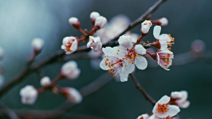 春天唯美古风意境桃花盛开