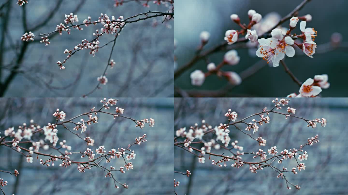 春天唯美古风意境桃花盛开