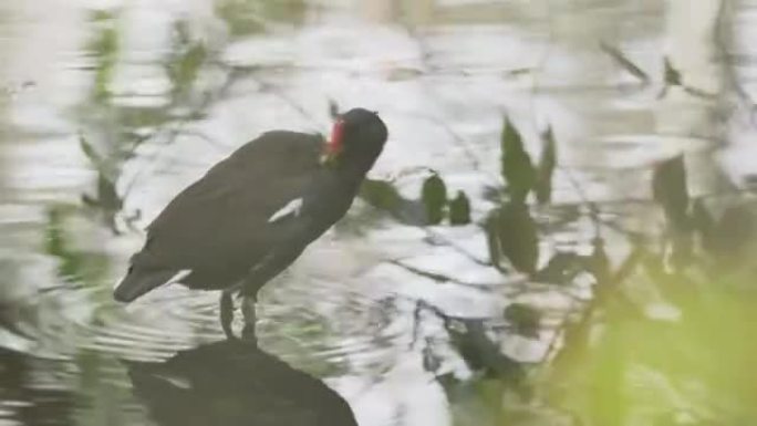 站在池塘里的绿藻野生动物保护生物多样性飞